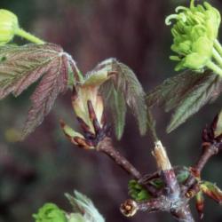 Acer griseum (paper-barked maple), flowers