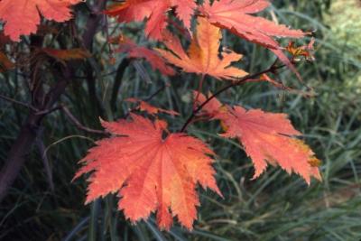 Acer japonicum ‘Vitifolium’ (Grape-leaved fullmoon maple), leaves in fall