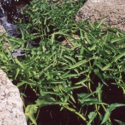 Ipomoea aquatica Forssk. (water spinach), form