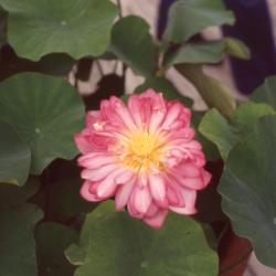 Nelumbo 'Momo Botan' (sacred lotus), flower
