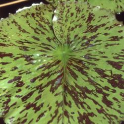Nymphaea 'Albert Greenberg', leaf