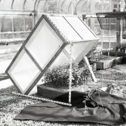Open cold frame in greenhouse with seedlings several inches high