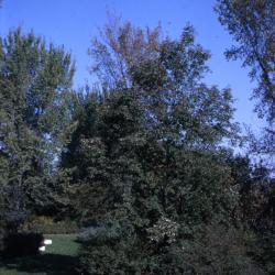 Acer maximowiczianum (Nikko maple), fall