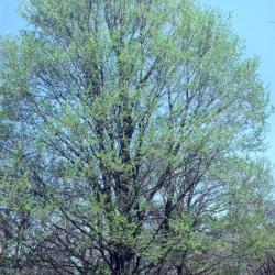 Acer miyabei 'Morton' (State Street maple), spring