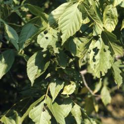 Acer negundo var. texanum (Texas boxelder), leaves