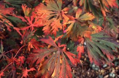 Acer japonicum ‘Aconitifolium’ (Fern-leaved fullmoon maple), leaves in fall
