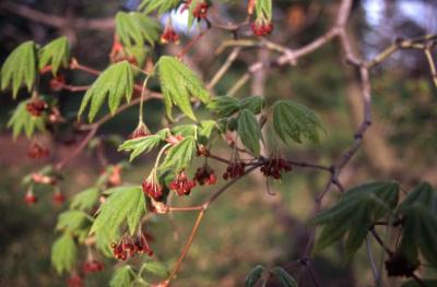 Acer japonicum (Fullmoon maple), flowers