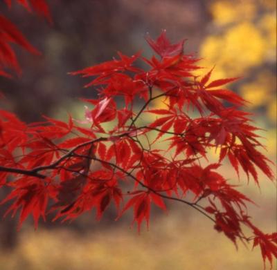 Acer palmatum (Japanese maple), leaves with fall color
