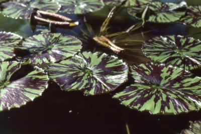 Nymphaea 'Evelyn Randig' (Evelyn Randig water lily), leaves 