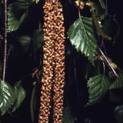Betula pendula Roth (European white birch), catkins and leaves 