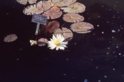 Nymphaea 'Eldorado' (Eldorado water lily), leaves and flower