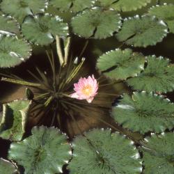 Nymphaea 'General Pershing' (General Pershing water lily), form