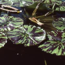 Nymphaea 'Evelyn Randig' (Evelyn Randig water lily), leaves 