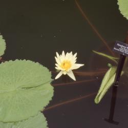 Nymphaea 'St. Louis' (St. Louis water lily), leaves and flower