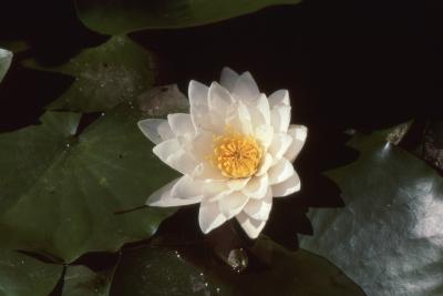  Nymphaea L., flower