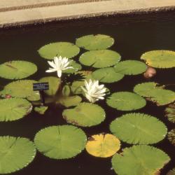 Nymphaea 'Trudy Slocum' (Trudy Slocum water lily), form 