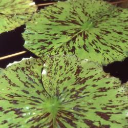 Nymphaea 'Albert Greenberg', leaves