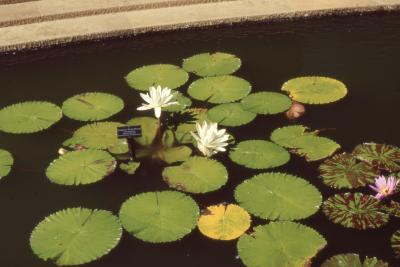 Nymphaea 'Trudy Slocum' (Trudy Slocum water lily), form 