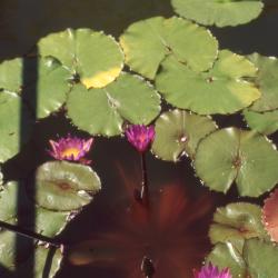 Nymphaea 'Tina' (Tina water lily), form