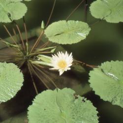 Nymphaea 'St. Louis' (St. Louis water lily), form 