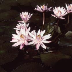 Nymphaea 'Mrs. George C. Hitchcock' (Mrs. George Hitchcock water lily), flowers and leaves 