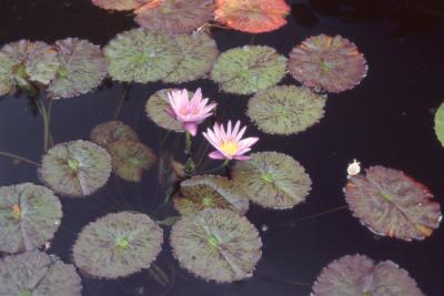 Nymphaea L., leaves and flowers