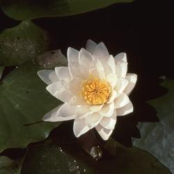  Nymphaea L., flower
