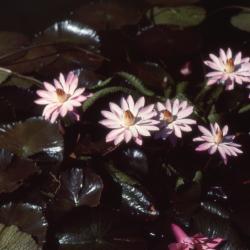 Nymphaea 'Mrs. George C. Hitchcock' (Mrs. George Hitchcock water lily), form 