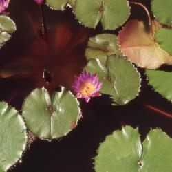 Nymphaea 'Tina' (Tina water lily), leaves and flower