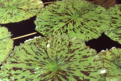Nymphaea 'Albert Greenberg', leaves