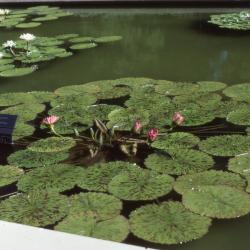 Nymphaea 'Albert Greenberg' (Albert Greenberg water lily, form 