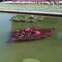Nymphaea 'Sturtevantii' (Sturtivant water lily), form 