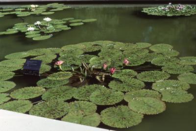 Nymphaea 'Albert Greenberg' (Albert Greenberg water lily, form 
