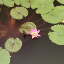 Nymphaea 'Tina' (Tina water lily), form