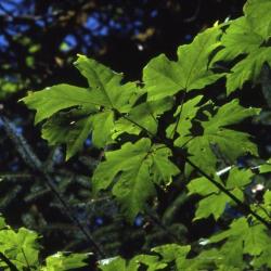 Acer macrophyllum (big-leaved maple), leaves