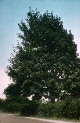 Acer macrophyllum (big-leaved maple)
