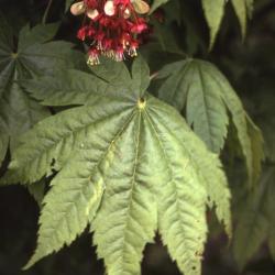 Acer japonicum (Fullmoon maple), leaves and flower with fruit