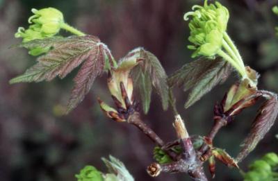 Acer griseum (paper-barked maple), flowers