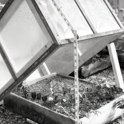 Open cold frame in greenhouse with leaves in rooting mixture