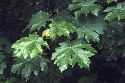 Acer macrophyllum (big-leaved maple), leaves