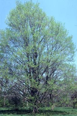 Acer miyabei 'Morton' (State Street maple), spring