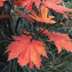 Acer japonicum ‘Vitifolium’ (Grape-leaved fullmoon maple), leaves in fall