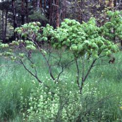 Acer japonicum (Fullmoon maple), spring