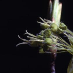 Acer saccharum ssp. nigrum (black maple), flower