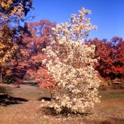 Acer negundo (boxelder), fall color