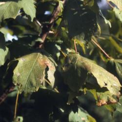 Acer saccharum ssp. nigrum (black maple), leaves