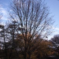  Acer miyabei 'Morton' (State Street maple), fall