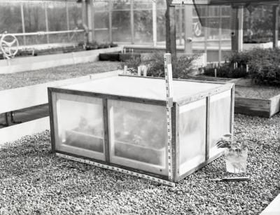 Cold frame in greenhouse with closed cover