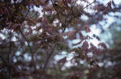 Acer palmatum x pseudosieboldianum (Japanese Korean hybrid maple), flowers