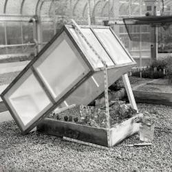 Cold frame opened over bed of plants in greenhouse (pre 1980)